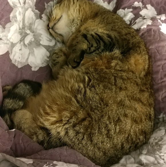 My Fur Babies!!! - Picture 4 of 8